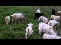 Сколько козлят приносит коза