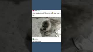 Fluffy Smoothie, Tumblr Post #tumblr #memes