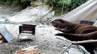 How to spend a weekend on the river with an otter [Otter life Day 267]【カワウソアティとにゃん先輩】