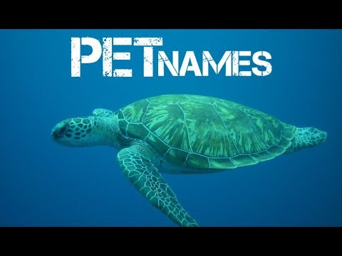 girl-turtle-names-beginning-with-j---youtube