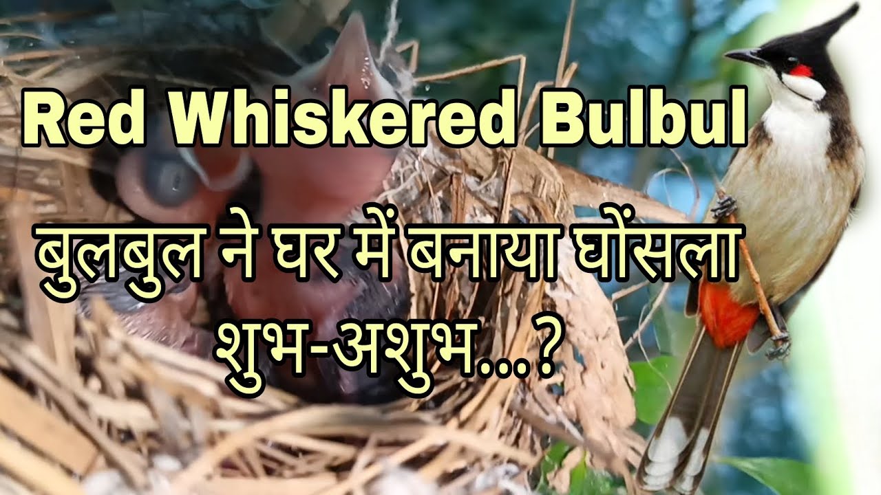 Full Information About Red Whiskered Bulbul - YouTube