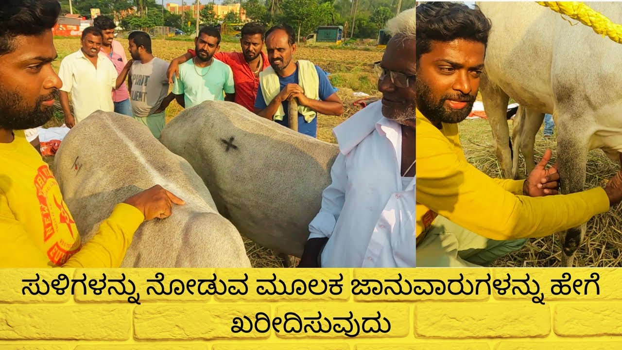 ಸುಳಿಗಳನ್ನು ನೋಡುವ ಮೂಲಕ ಜಾನುವಾರುಗಳನ್ನು ಹೇಗೆ ಖರೀದಿಸುವುದು / How to buy Cattle by Looking at eddies