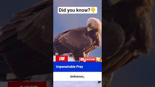 “Eagles don’t drop prey by accident ..it’s strategy. watch top10 survival below👇 #facts #fypシ #usa