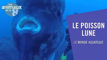 Où habite le poisson lune ?