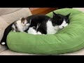 おじいちゃん猫が大好きな子猫たちがかわいいです【保護猫】（The kitten that loves senior cats is cute）