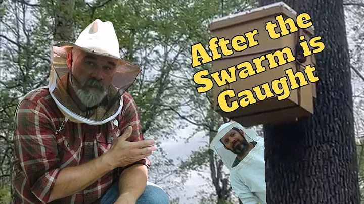 What to do After You Catch a Honeybee Swarm