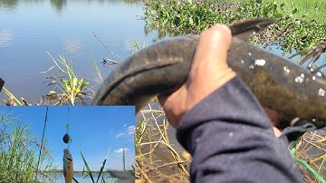 Cần câu máy câu lăng xê ở hồ lên Cá Chép nhỏ | cần câu cắm qua đêm lên Cá Lóc Bự | Câu Cá Giải Trí