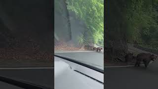 Bears running on the side of the road
