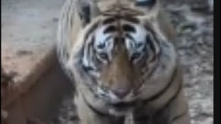 बहुत गुस्से में नर बाघ #very angry #mel #tiger #viral #video