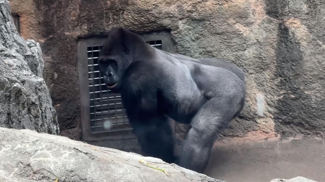 gorilla 飼育員さんとお話ゲンタロウ【2026年‎2月10-13日】【上野動物園】ゴリラ💗