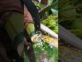 Tappers! Cutting Coconut Flower 🌺🥥 #coconutflower #coconutwine #coconutjuice #coconut