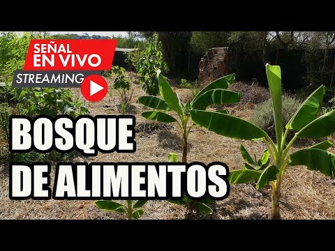 Video: Cómo Arrendar Un Bosque