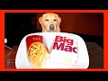 Dog Eating BIG MAC - MCDONALD'S FOOD