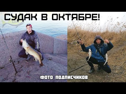 Новые секреты ловли судака в октябре! Как на что и где ловить судака осенью в октябре?