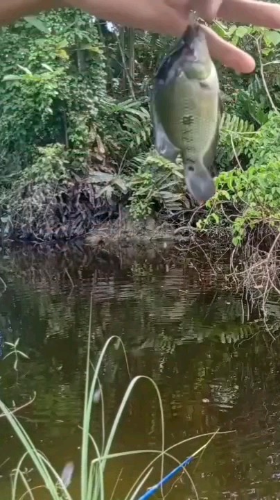 mancing-ikan-lohan-mancingikan-fishing-pemancingharian-youtube