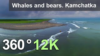 Whales and bears. Kamchatka Peninsula, Eastern coast, Bering sea, Russia. Aerial 360 video in 12K