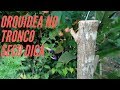 ORQUÍDEAS NO TRONCO SECO DICAS