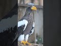 世界で最も美しいワシとも言われるオオワシ