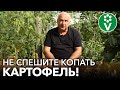 УРОЖАЙ КАРТОФЕЛЯ БУДЕТ ГОРАЗДО БОЛЬШЕ, если сделаете так В АВГУСТЕ!