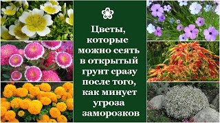 ❀ Цветы, которые можно сеять в открытый грунт сразу после того, как минует угроза ночных заморозков