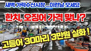 한치, 생물오징어 가격 초저렴, 고등어 30 마리 3만원이네요.