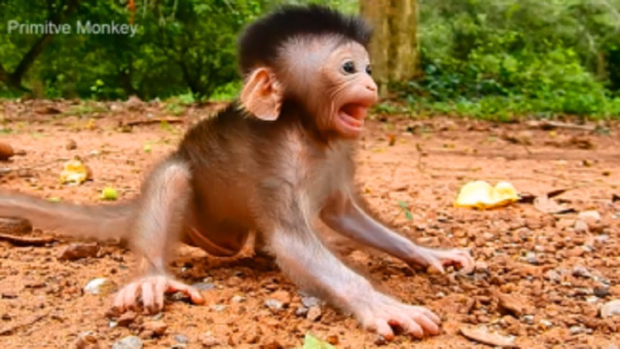 Ah What S Baby So Terrifying So Cute Newborn Baby Monkey Very Lovely Baby Monkey Youtube