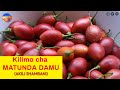 Kilimo Cha Matunda Damu TREE TOMATO FARMING IN NYERI COUNTY KENYA Akili Shambani