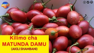 Kilimo cha Matunda Damu (TREE TOMATO FARMING IN NYERI COUNTY, KENYA) || akili shambani