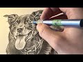 Drawing Process: Kezia the dog pencil illustration
