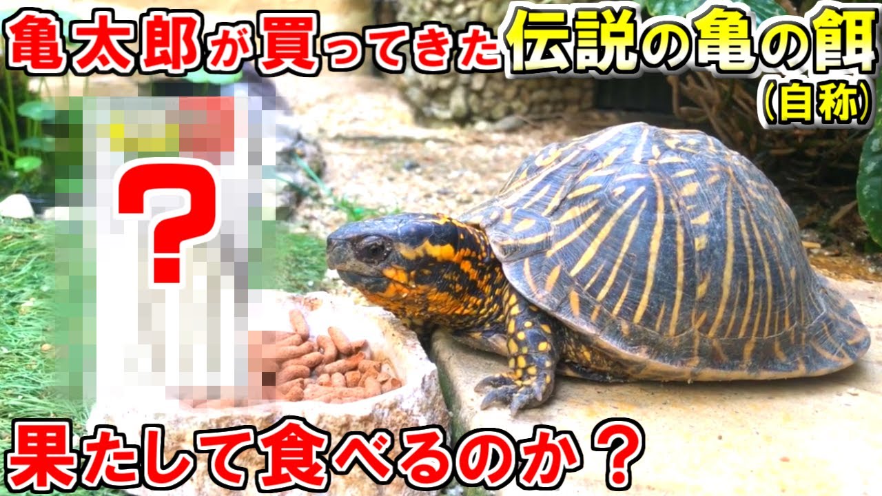 伝説の亀の餌ってなんだよ 亀さんたち食べてくれるのかな Youtube