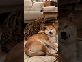 しんどいワン!大丈夫ニャン?調子の悪い柴犬に寄り添って看病する猫。