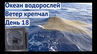 Водоросли вокруг, раздуло крепкий ветер | Трансатлантика день 18