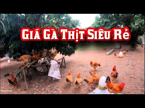 Gà thịt có giá siêu rẻ mua về tích trữ để ăn dần | Foci