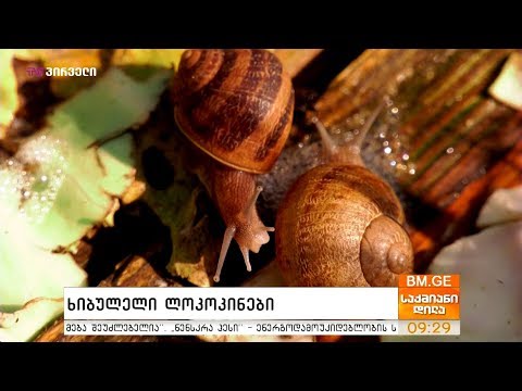 #საქმიანები - \"ხიბულელი ლოკოკინები\" - მერაბ ნადარაიას ლოკოკინების ფერმა ხიბულადან