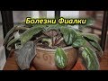 Частые болезни Фиалок (Сенполий) и способы их лечения!