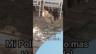 Mi Polli el Gallo mas Hermoso del Mundo #polli #frizzle #sweetalert #gallos #polliyyo #gallofrizzle