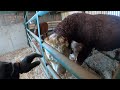 Frisky hereford bull  loading beet clipping cattle
