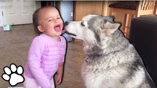 Pets Making Babies Laugh Compilation | That Pet Life