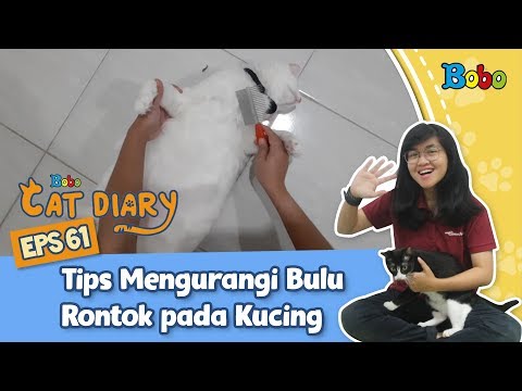 Video: Cara Mengobati Ketidakseimbangan Hormon Pada Kucing