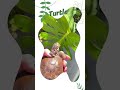 Plant and pet mom  day in my life shorts youtubeshorts plantmom pets turtle