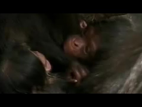 Chimps with Baby Twins! | BBC Studios