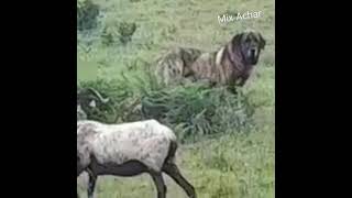 Danger Afghan kuchi dog