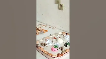 Shorts ديكور الكنز المدفون بأصداف البحر Buried Treasure Decoration Gypsum 