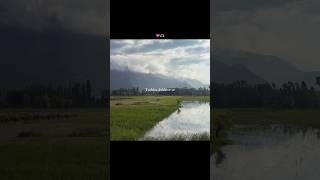 Tujhko dekhe bina🙂...#love #songviral #viralmusic #wintertree #viralsong #song #jannatkashmir