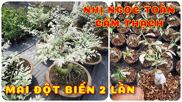Cây mai độc lạ đột biến 2 lần|Nhị Ngọc toàn Cẩm thạch |0386569374-NgọcNgân Bến Tre|Chuyên cây độc lạ