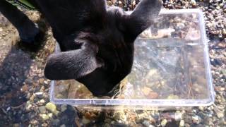 Staffordshire Bull Terrier Puppy Vs. Crap