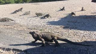 IGUANAS GIGANTES