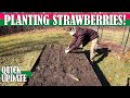 Planting Strawberries || Having a Garden and Traveling?