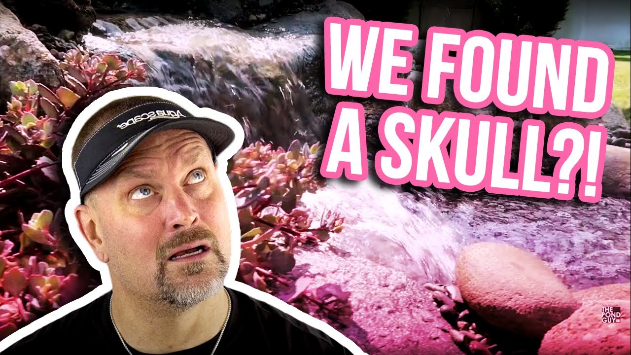 Skull Found While Digging a Backyard Pond! - YouTube
