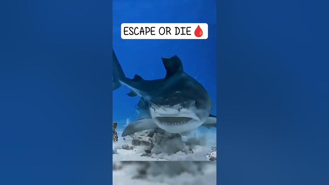 The Impossible Journey of Baby Sea Turtles #shortsfeed #viralvideo The Impossible Journey of Baby Sea Turtles #shortsfeed #viralvideo